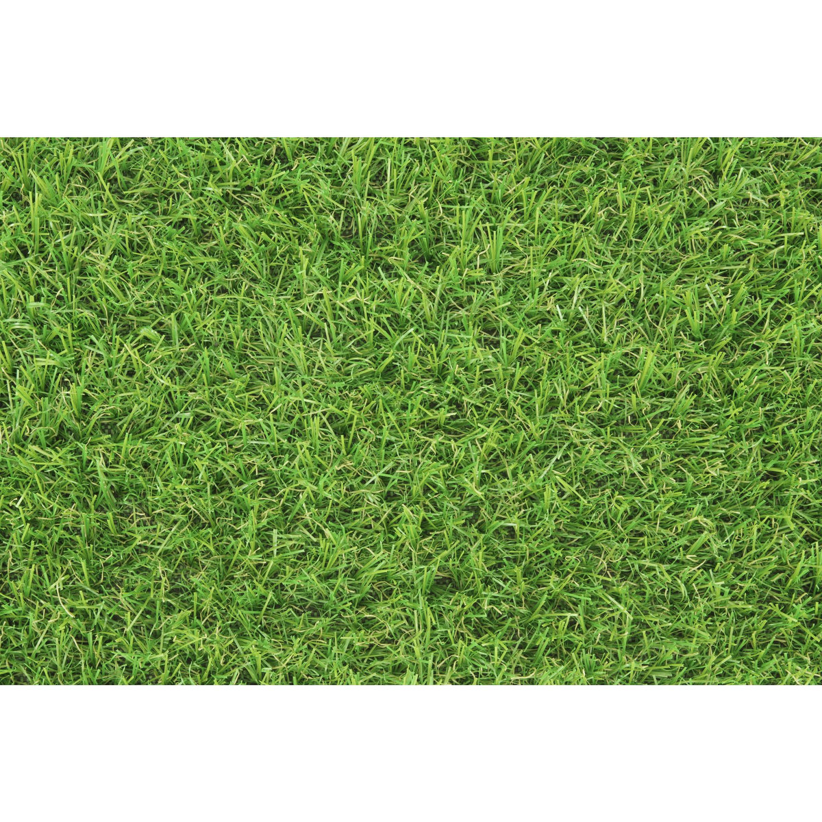 EXELGREEN Gazon synthétique Swift 1m x 3m épaisseur 20 mm 