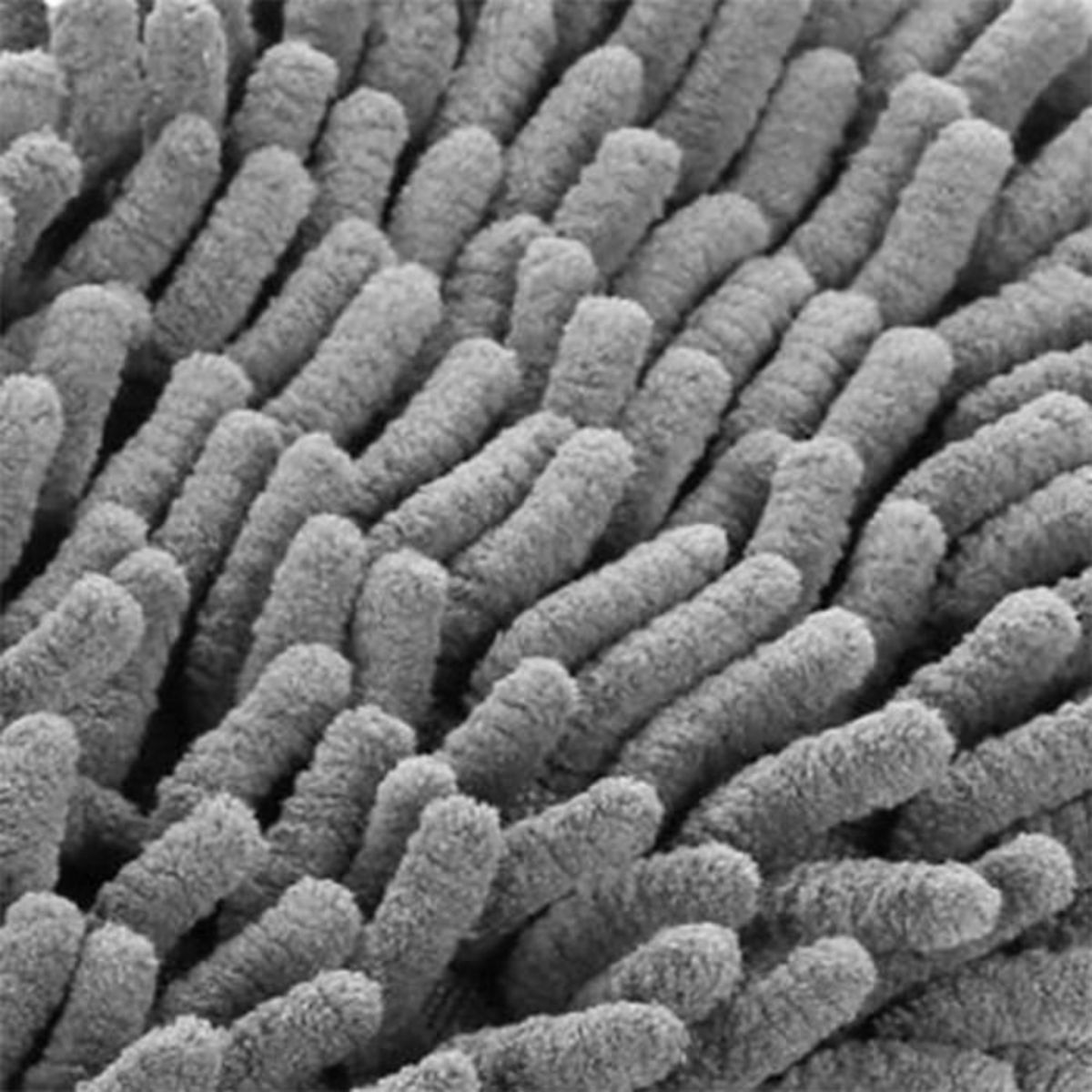 B BASIC & CO Balai Télescopique  Microfibre Chenille  163cm Gris