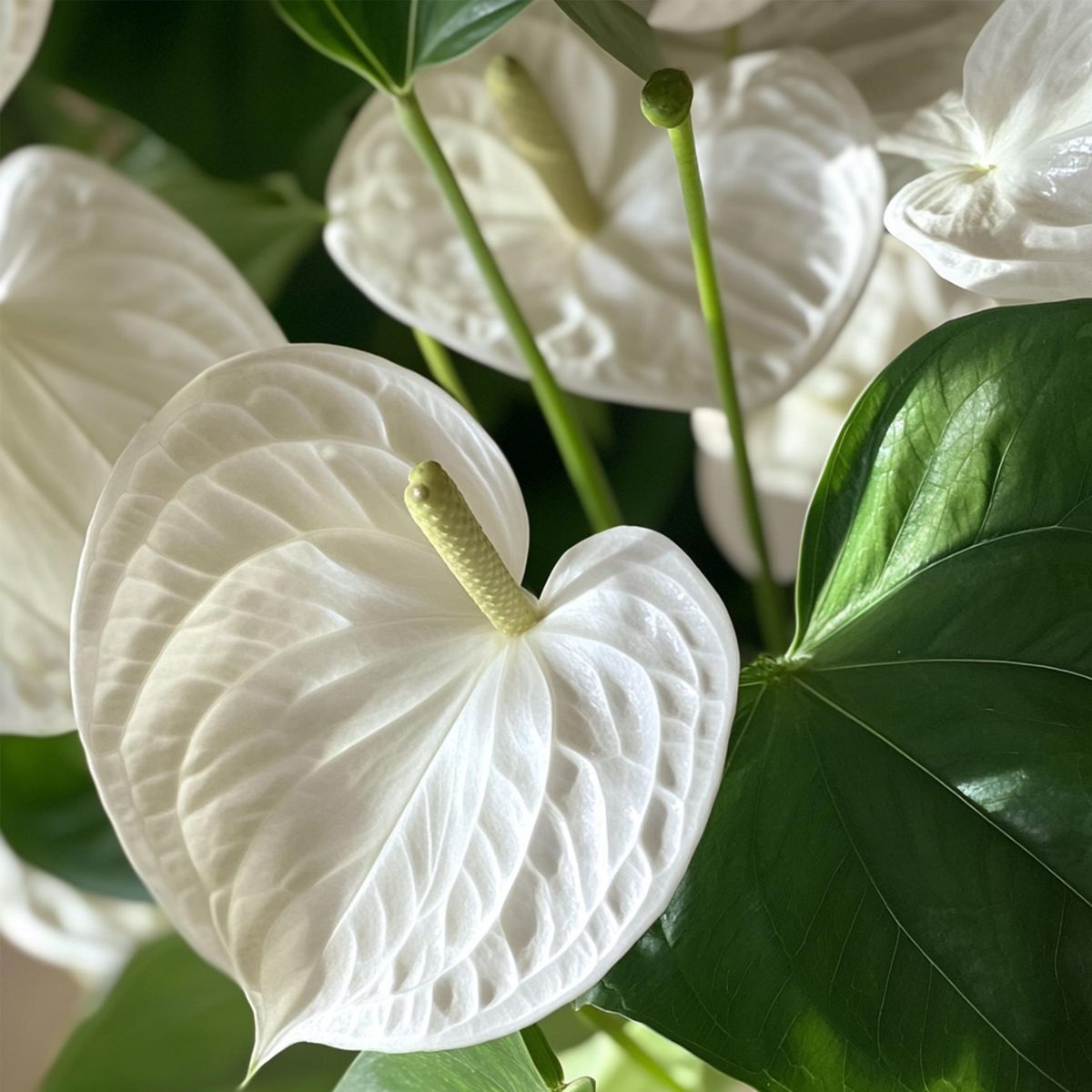 PLANT IN A BOX Langue de feu - Anthurium 'Alpine White' - Hauteur 40-55cm - ø14cm