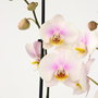 Voir la diapositive 3 : PLANT IN A BOX Orchidée papillon - Phalaenopsis - Hauteur 50-60cm - ⌀12cm