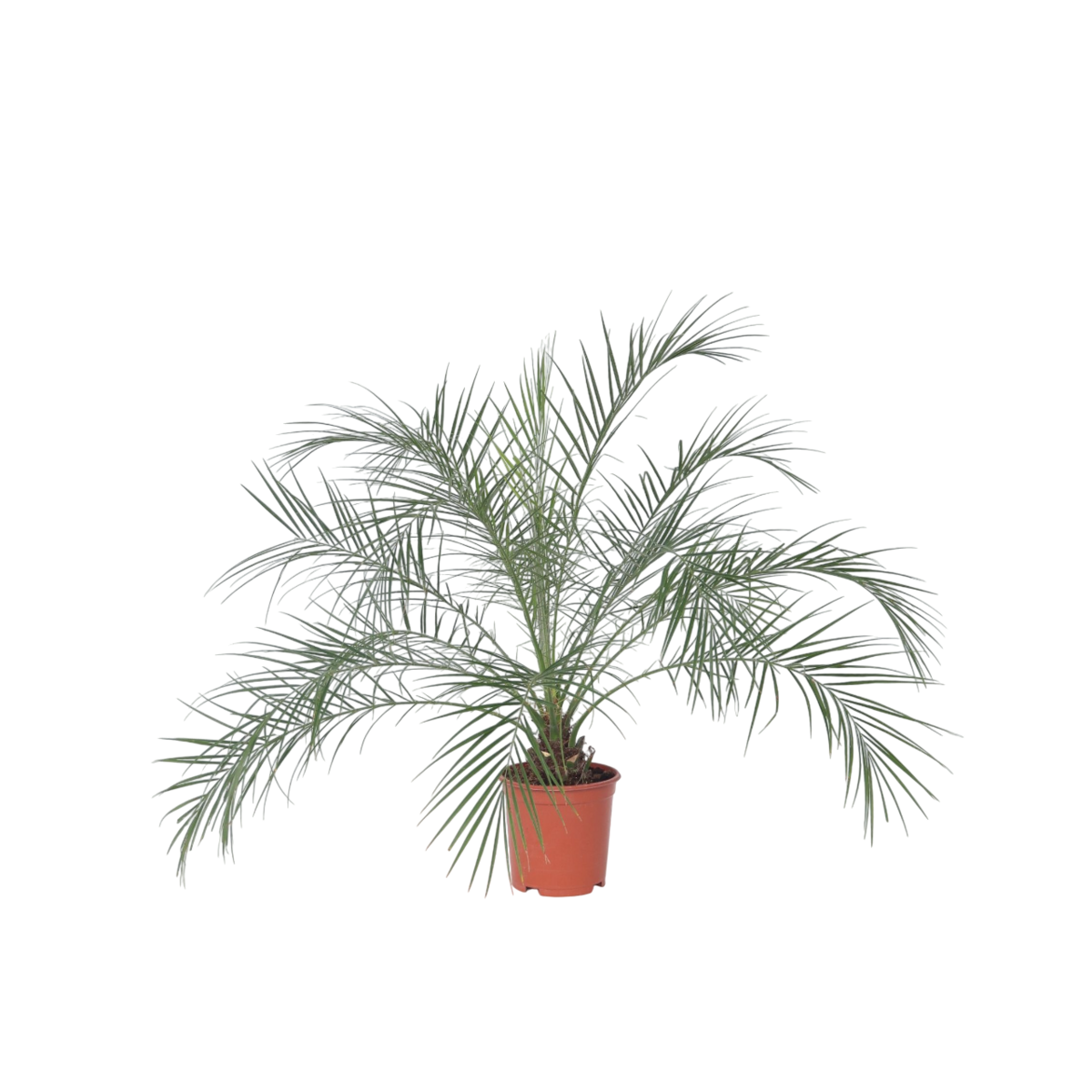 PLANT IN A BOX Palmier Dattier nain - Phoenix roebelenii - Hauteur 80-90cm - ⌀21cm