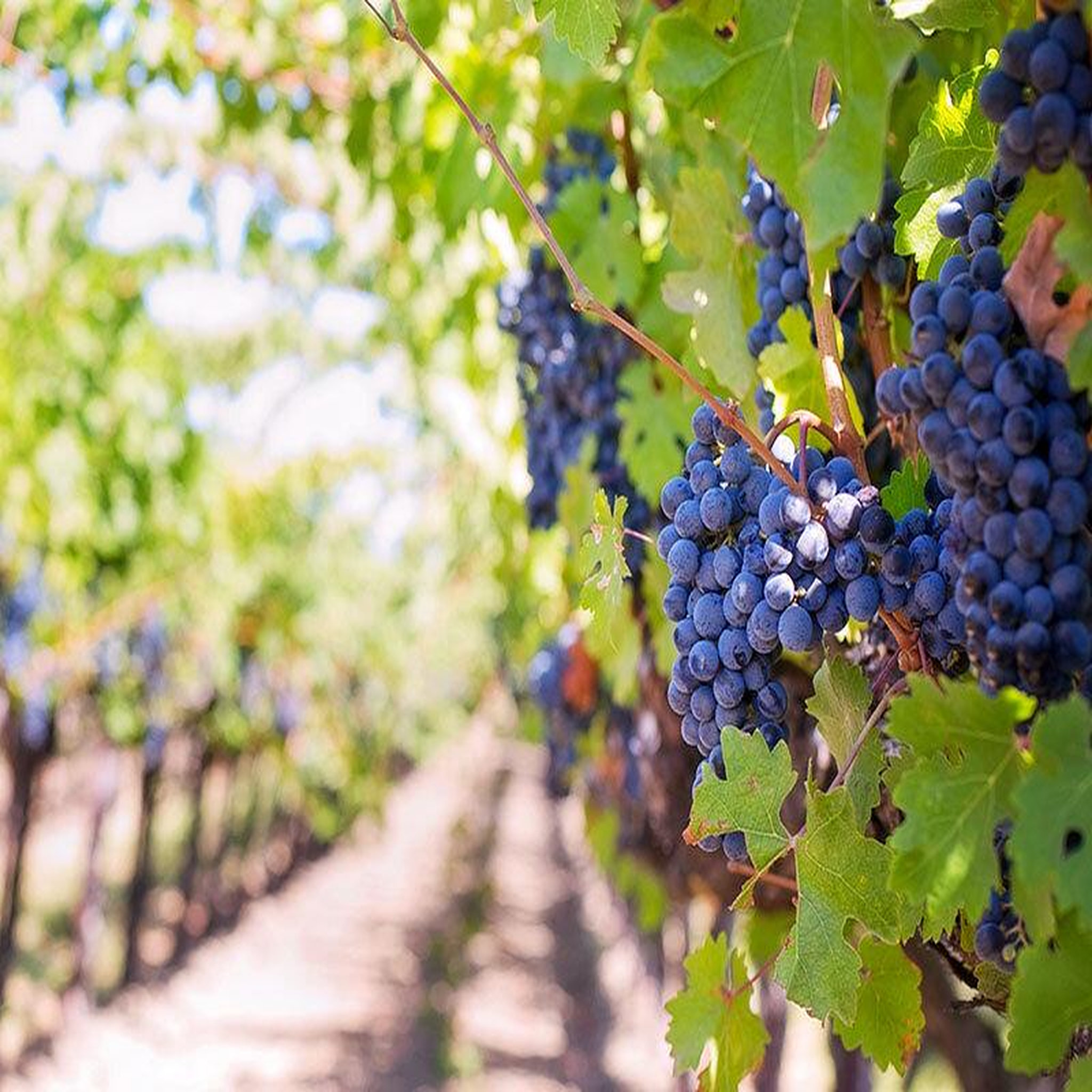 Voir la diapositive 3 : Smartbox 2 jours insolites en dôme avec visite de vignoble et dégustation œnologique près de bordeaux - coffret cadeau séjour