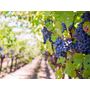 Voir la diapositive 3 : Smartbox 2 jours insolites en dôme avec visite de vignoble et dégustation œnologique près de Bordeaux - Coffret Cadeau Séjour