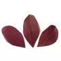 Graine créative 50 plumes coupées - Rouge Bordeaux 6 cm
