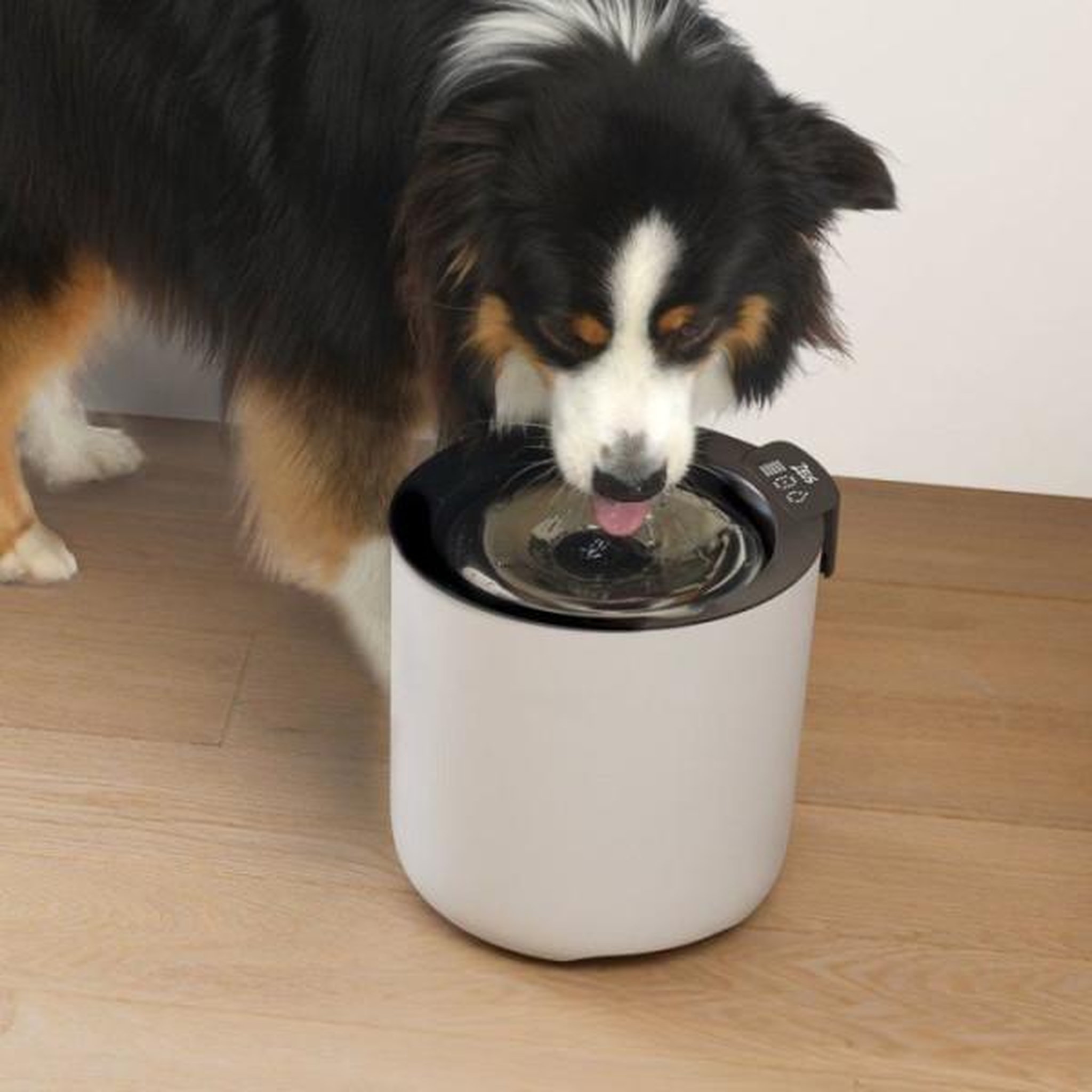 Voir la diapositive 3 : ZEUS Fontaine a eau connectée pour chiens - ZEUS - Oasis Plus - Capacité 6 L - Purification UVC - Wi-Fi