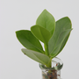 Voir la diapositive 3 : PLANT IN A BOX Avec éclairage LED - Clusia rosea 'Princess' - Hauteur 15-20cm - ⌀8cm