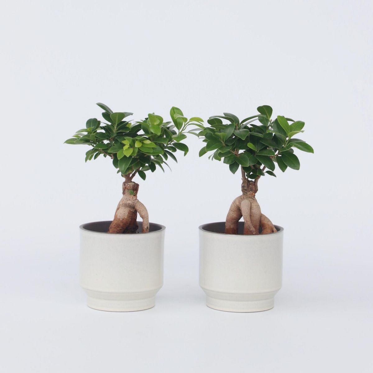 PLANT IN A BOX Bonsaï - Set de 2 - Ficus microcarpa - Hauteur 30-40cm - ⌀12cm