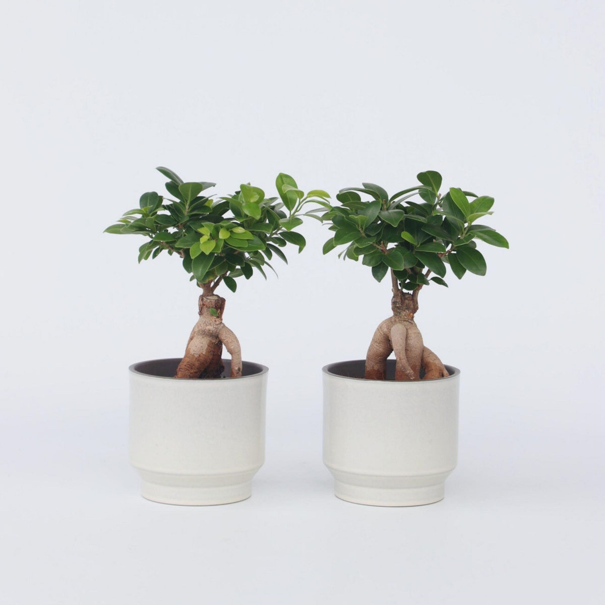 PLANT IN A BOX Bonsaï - Set de 2 - Ficus microcarpa - Hauteur 30-40cm - ⌀12cm