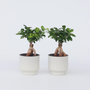 Voir la diapositive 6 : PLANT IN A BOX Bonsaï - Set de 2 - Ficus microcarpa - Hauteur 30-40cm - ⌀12cm