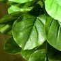 Voir la diapositive 5 : HOMCOM Ficus Lutea artificiels 1,10H m - lot de 2 ficus artificiels - 90 feuilles réalistes par pied - pot inclus noir vert