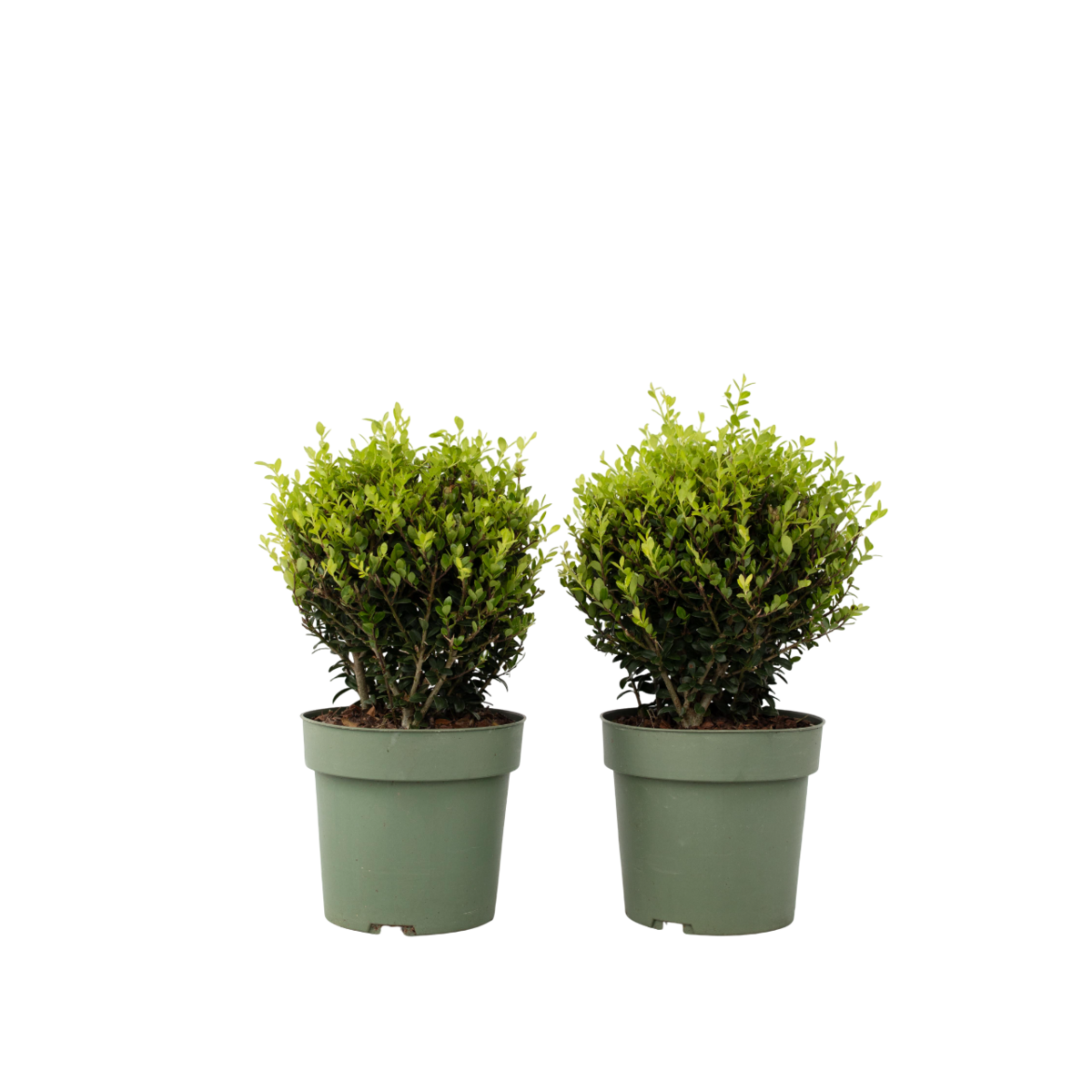 PLANT IN A BOX Houx crenelé - Ilex crenata 'Jenny' - Hauteur 30-40cm - ⌀17cm