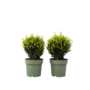 Voir la diapositive 1 : PLANT IN A BOX Houx crenelé - Ilex crenata 'Jenny' - Hauteur 30-40cm - ⌀17cm