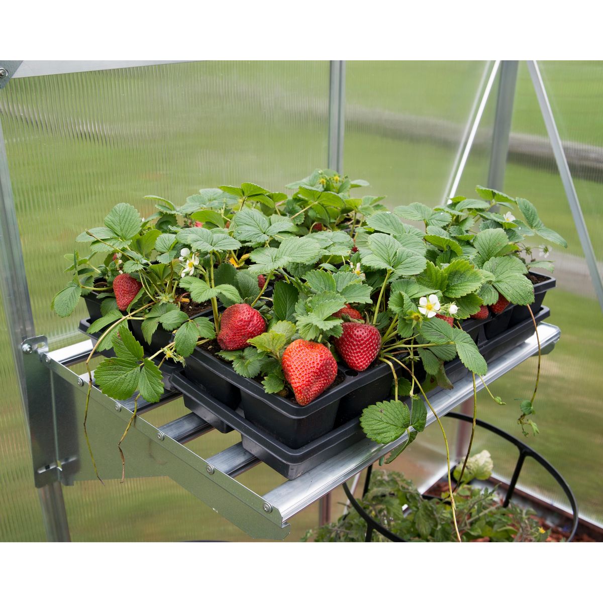 Canopia by PALRAM Etagère pour serre - résistance poids lourd