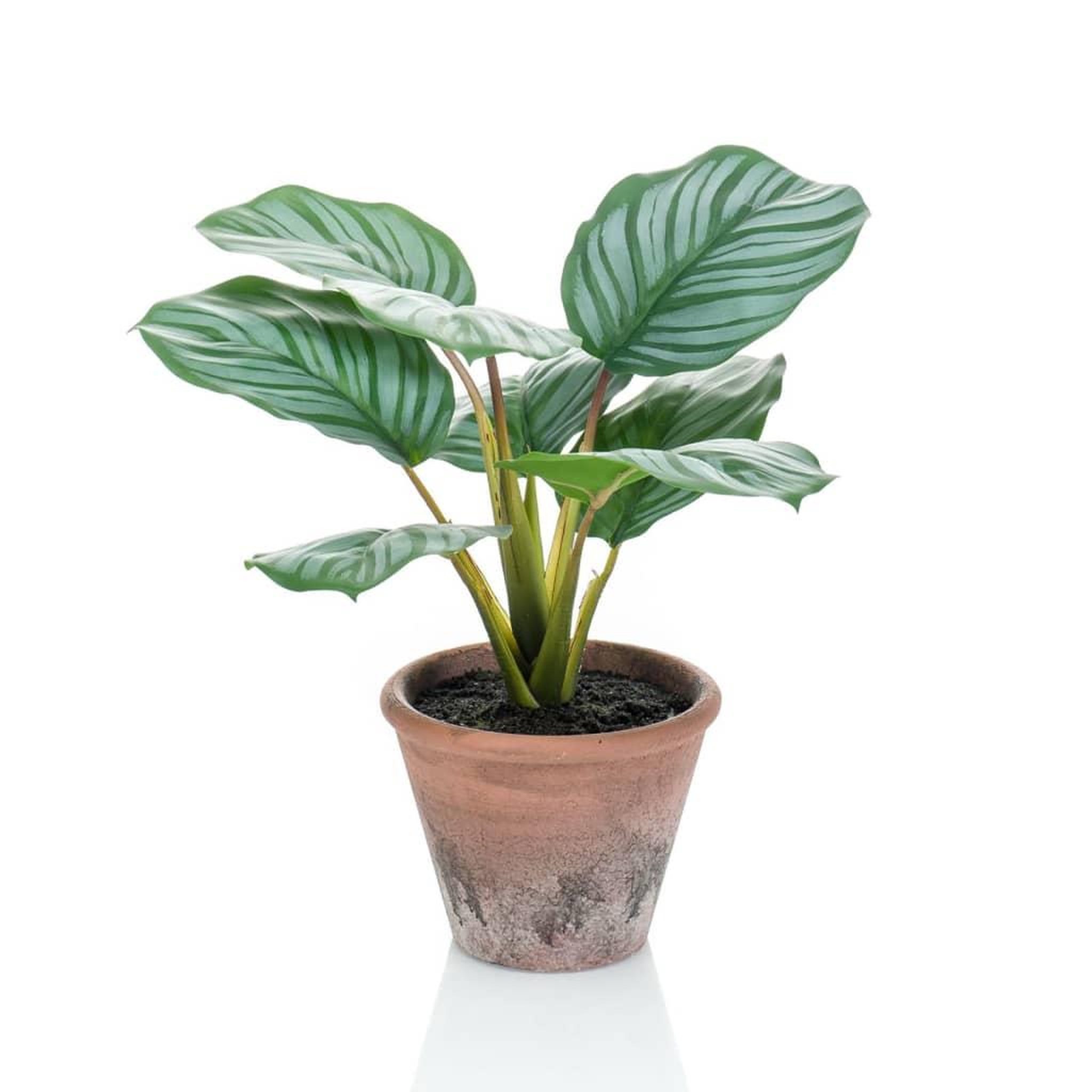 EMERALD Emerald Calathea Orbifolia artificiel Terra 32 cm en pot