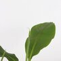 Voir la diapositive 3 : PLANT IN A BOX Bananier du Japon - Set de 2 - Musa basjoo - Hauteur 25-40cm - ⌀9cm