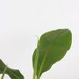 Voir la diapositive 3 : PLANT IN A BOX Bananier du Japon - Set de 2 - Musa basjoo - Hauteur 25-40cm - ⌀9cm
