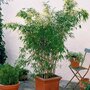  Bambou - Le pot / Ø 11cm / Hauteur livrée environ 30cm - Willemse
