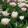 Voir la diapositive 5 : PLANT IN A BOX Tulipe - Set de 25 - Tulipa 'Dreamer' - Bulbes à fleurs - Rose