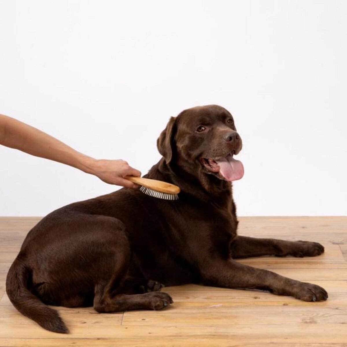 Paris Prix Brosse de Toilettage Bambou  Picots Perles  22cm Naturel