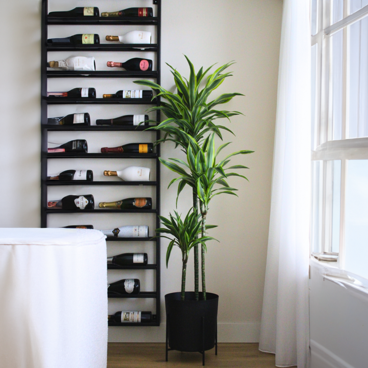 PLANT IN A BOX Dragonnier - Dracaena 'Lemon Lime' - Hauteur 130-140cm - ⌀24cm