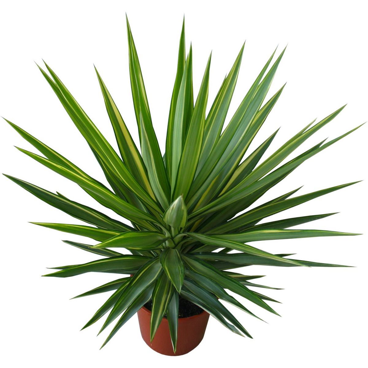 Yucca Jewel - Pot de 10L - H/80-100cm
