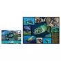 WWF Puzzle 1000 pièces : Tortues De Mer
