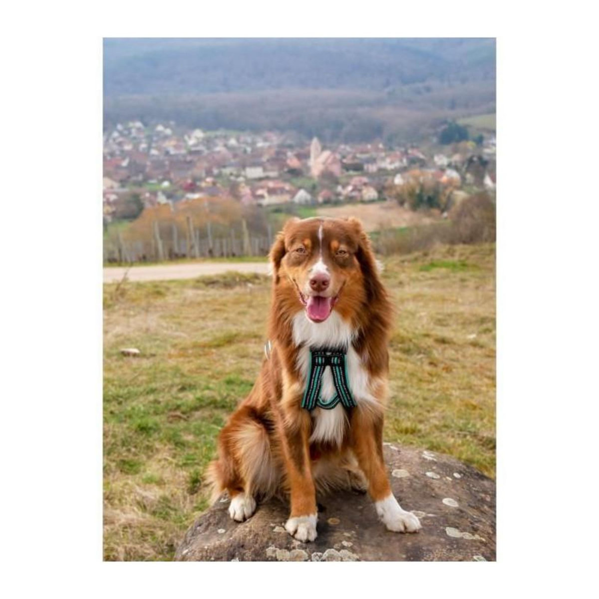 Harnais de traction pour chien - OLYMPIA - S - Type X-back - Bleu