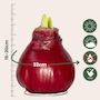 Voir la diapositive 2 : PLANT IN A BOX Amaryllis - Hippeastrum 'Wax Bordeaux' - Bulbe de fleur - Rouge