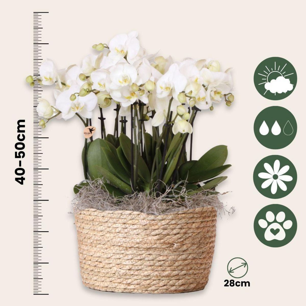 PLANT IN A BOX Orchidée en panier blanc - Phalaenopsis - Hauteur 40–50cm - ⌀28cm
