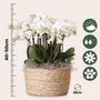Voir la diapositive 2 : PLANT IN A BOX Orchidée en panier blanc - Phalaenopsis - Hauteur 40–50cm - ⌀28cm