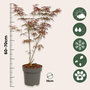 Voir la diapositive 2 : PLANT IN A BOX Érable du Japon - Acer palmatum 'Starfish' - Hauteur 60-70cm - ⌀19cm