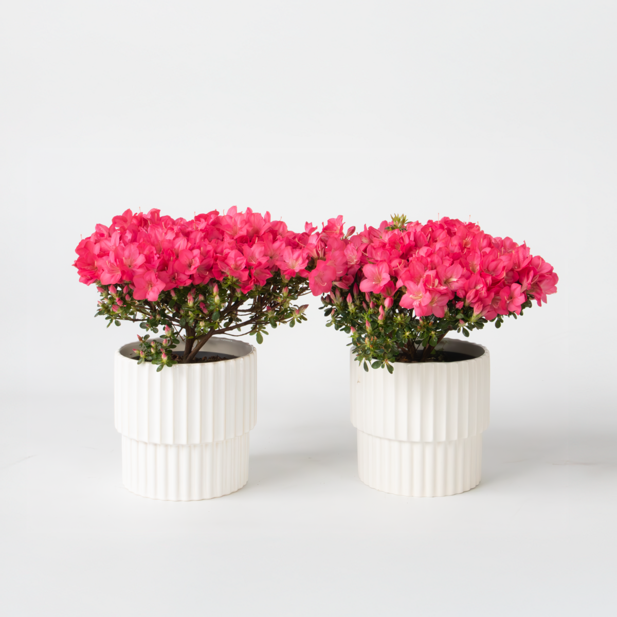 PLANT IN A BOX Azalée - Set de 2 - Rhododendron azalea 'Anouk' - Hauteur 25-40cm - ⌀17cm