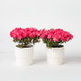 Voir la diapositive 5 : PLANT IN A BOX Azalée - Set de 2 - Rhododendron azalea 'Anouk' - Hauteur 25-40cm - ⌀17cm