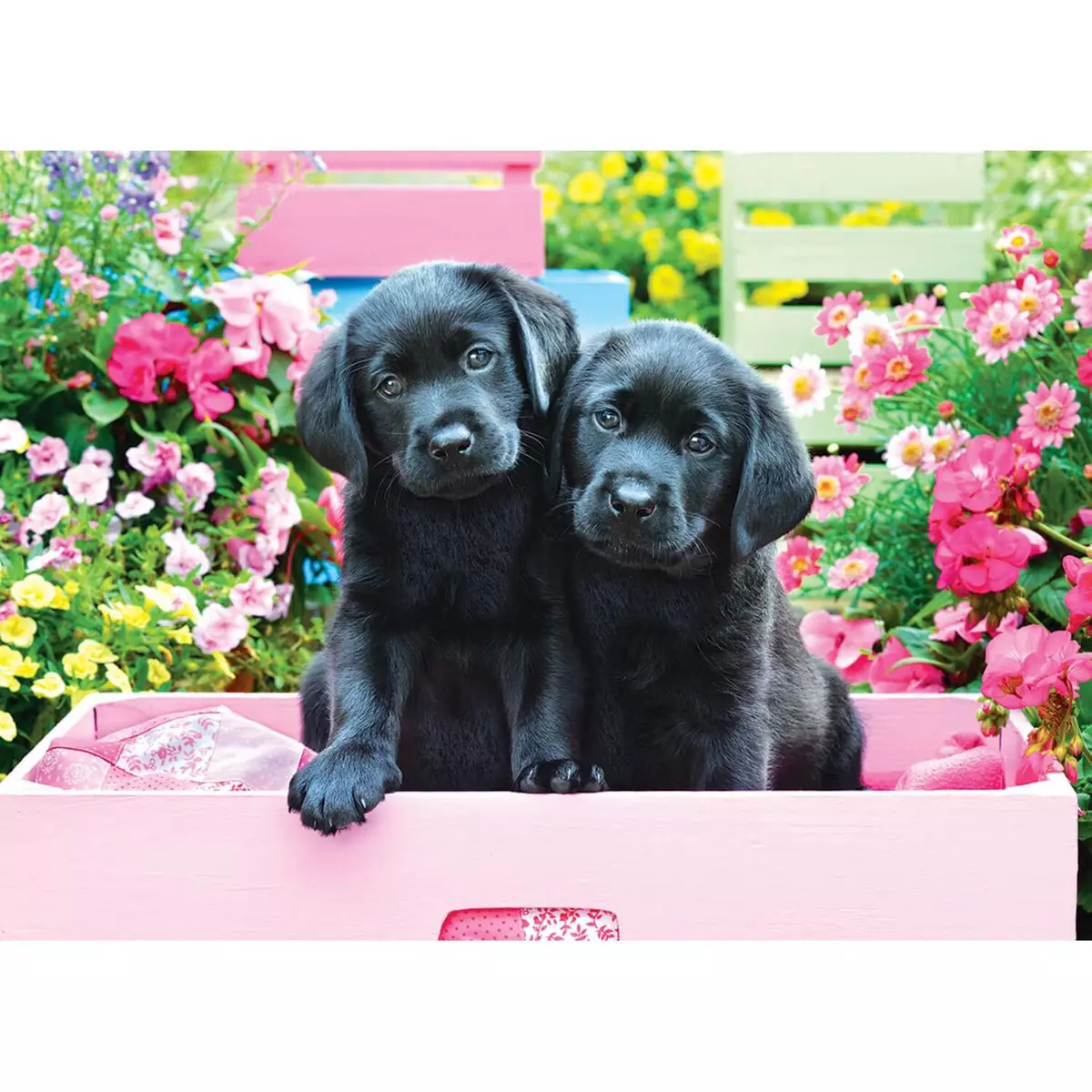 Eurographics Puzzle 500 pièces Larges : Labradors noirs dans une boîte rose