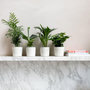 Voir la diapositive 4 : PLANT IN A BOX Plantes d'intérieur tendance - Set de 4 - Hauteur 25-40cm - ⌀12cm
