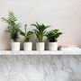 Voir la diapositive 4 : PLANT IN A BOX Plantes d'intérieur tendance - Set de 4 - Hauteur 25-40cm - ⌀12cm