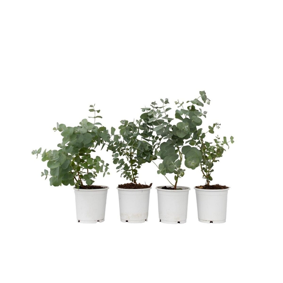 PLANT IN A BOX Gommier - Set de 4 - Eucalyptus 'Pulverulenta' - Hauteur 25-40cm - ⌀12cm