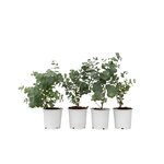 PLANT IN A BOX Gommier - Set de 4 - Eucalyptus 'Pulverulenta' - Hauteur 25-40cm - ⌀12cm