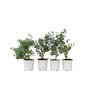 Voir la diapositive 1 : PLANT IN A BOX Gommier - Set de 4 - Eucalyptus 'Pulverulenta' - Hauteur 25-40cm - ⌀12cm