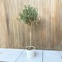 Voir la diapositive 4 : PLANT IN A BOX Olivier - Olea europaea - Hauteur 90-100cm - ⌀21cm