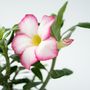 Voir la diapositive 3 : PLANT IN A BOX Rose du désert - Adenium obesum 'Pink Star' - Hauteur 30-45cm - ⌀13cm
