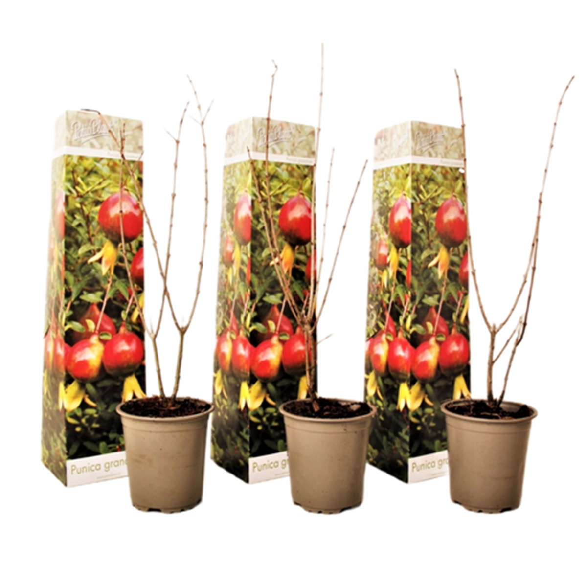 PLANT IN A BOX Grenadier - Set de 3 - Punica granatum - Hauteur 25-40cm - ⌀9cm