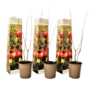 Voir la diapositive 1 : PLANT IN A BOX Grenadier - Set de 3 - Punica granatum - Hauteur 25-40cm - ⌀9cm