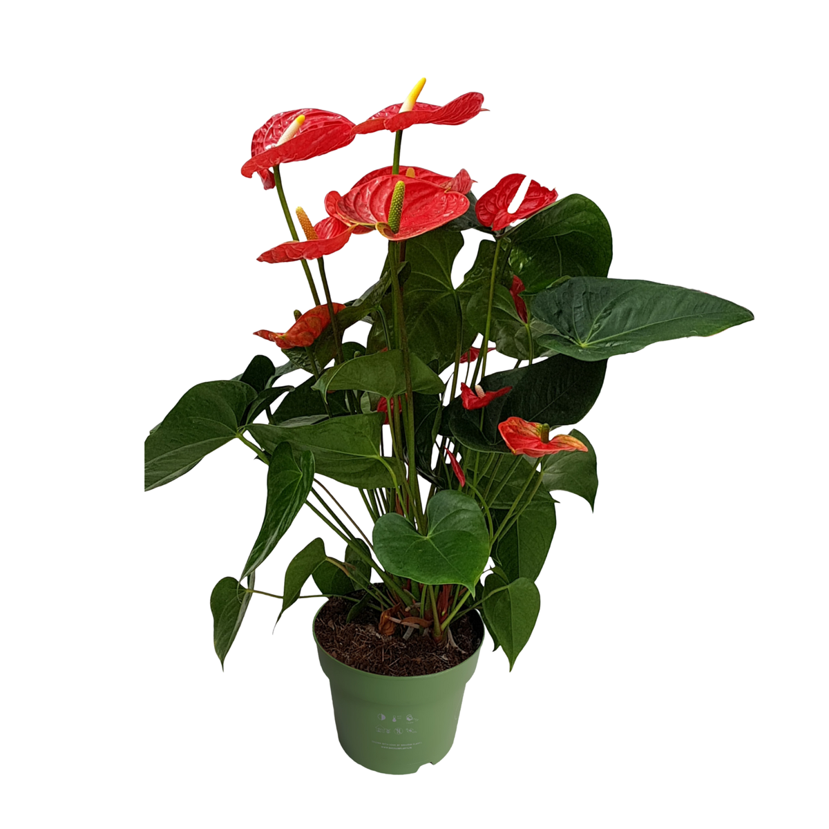 PLANT IN A BOX Langue de feu - Anthurium 'Madural Red' - Hauteur 55-70cm - ø17cm