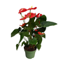Voir la diapositive 1 : PLANT IN A BOX Langue de feu - Anthurium 'Madural Red' - Hauteur 55-70cm - ø17cm