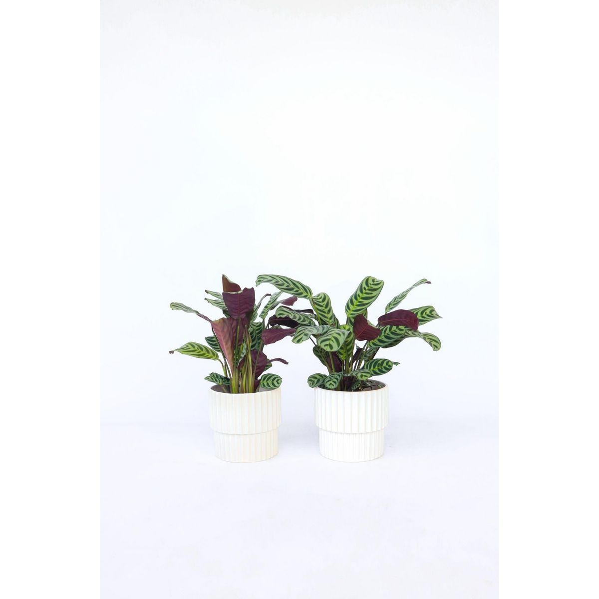 PLANT IN A BOX Plante Dormeuse - Set de 4 - Ctenanthe 'burle-marxii' - Hauteur 25-40cm - ⌀12cm