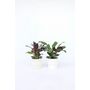 Voir la diapositive 5 : PLANT IN A BOX Plante Dormeuse - Set de 4 - Ctenanthe 'burle-marxii' - Hauteur 25-40cm - ⌀12cm