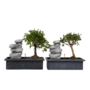 Voir la diapositive 1 : PLANT IN A BOX Bonsaï - Set de 2 - Bonsai - Hauteur 25-35cm - ⌀29cm