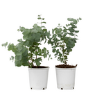 PLANT IN A BOX Gommier - Set de 2 - Eucalyptus 'Pulverulenta' - Hauteur 25-40cm - ⌀13cm