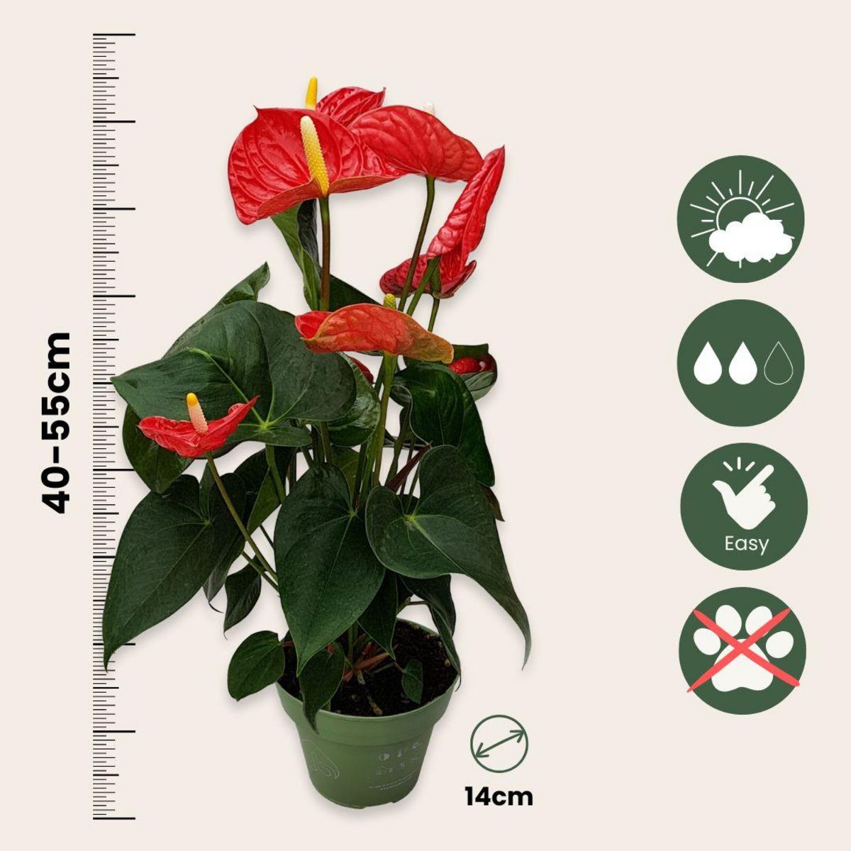 PLANT IN A BOX Langue de feu - Anthurium 'Madural Red' - Hauteur 40-45cm - ø14cm